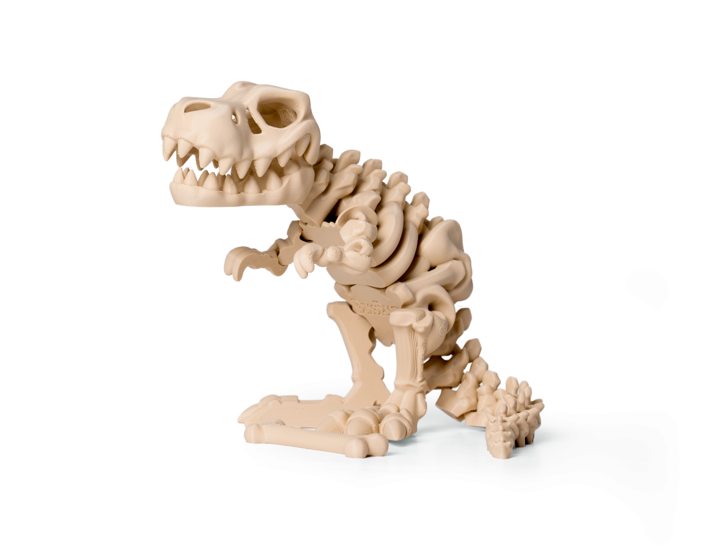 T-Rex kostra 1