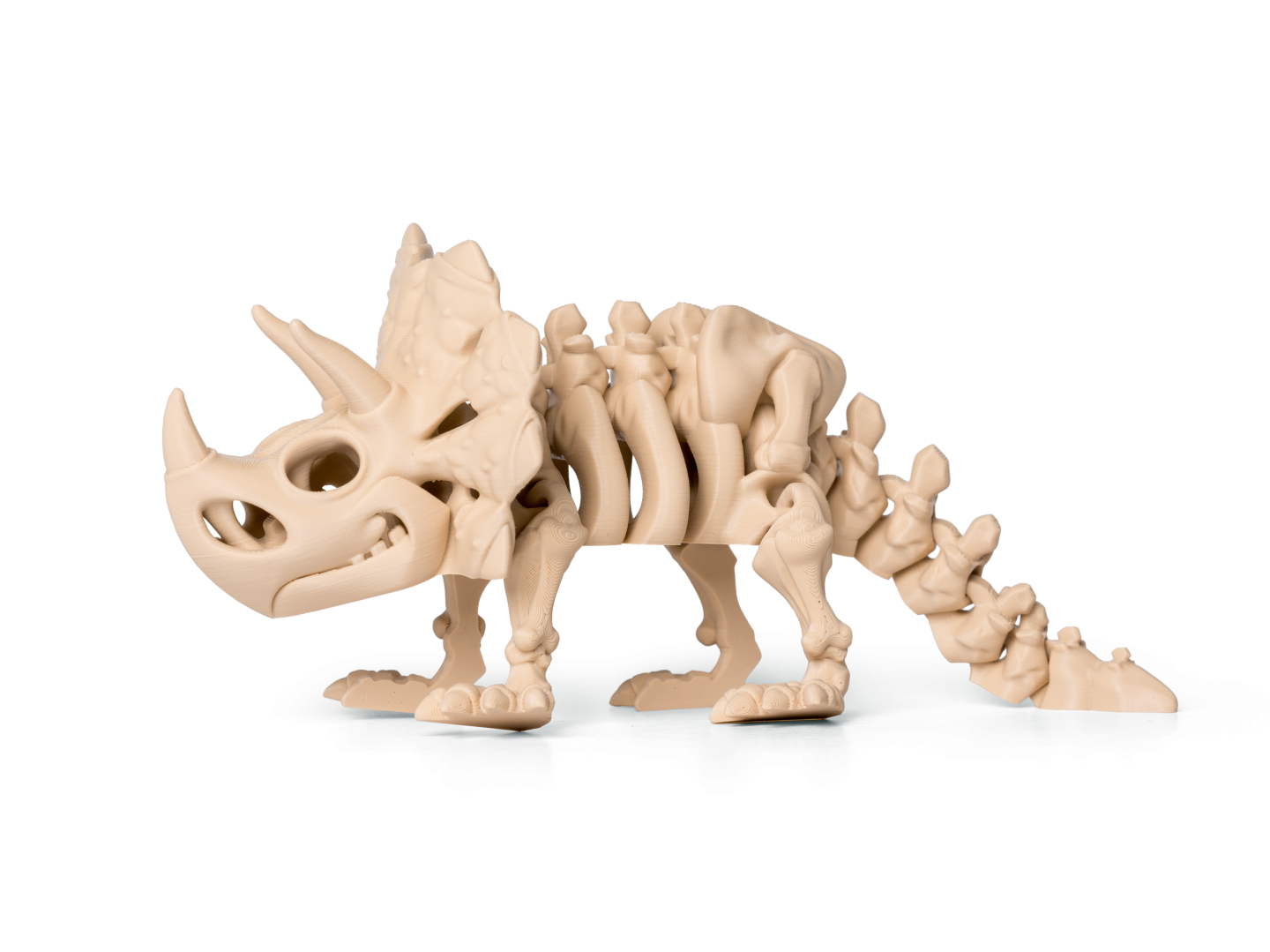 Kostra Triceratops 1