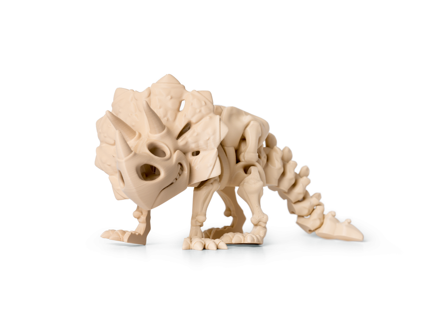 Kostra Triceratops 2