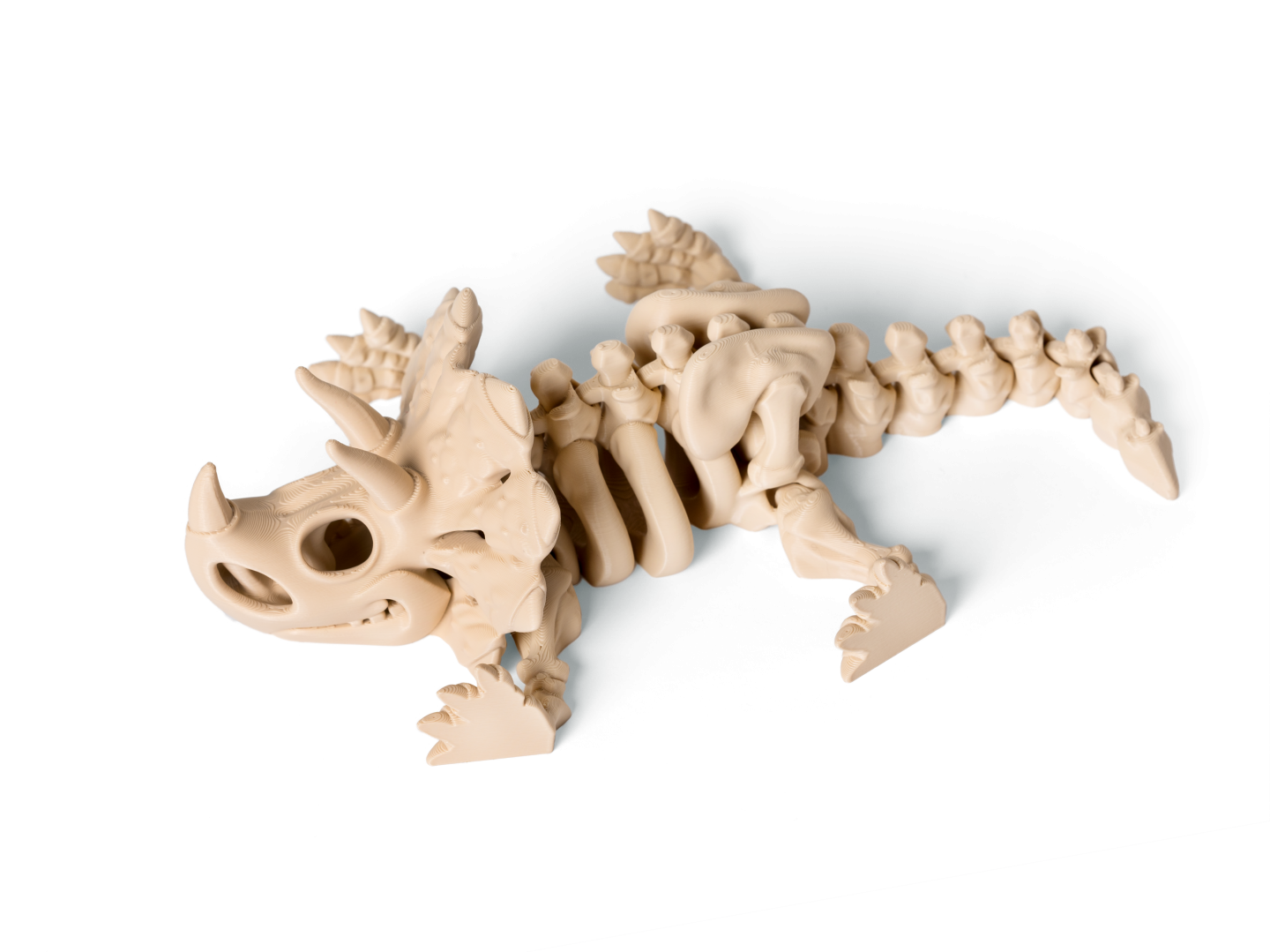 Kostra Triceratops 3
