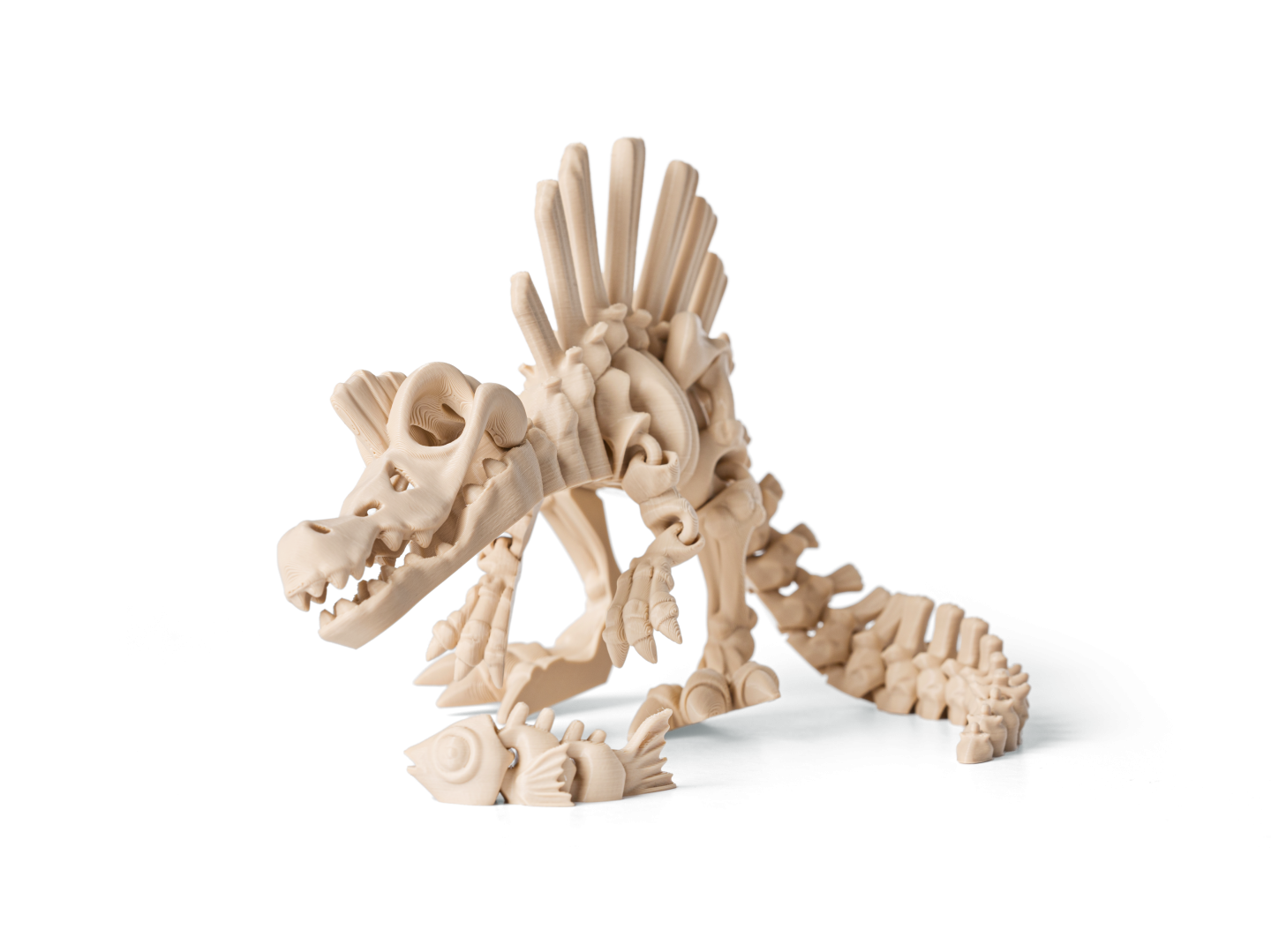 Kostra Spinosaurus 1