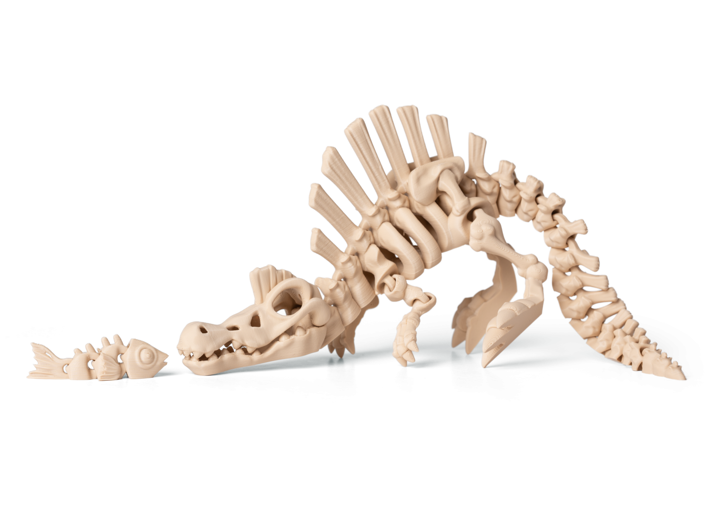 Kostra Spinosaurus 3