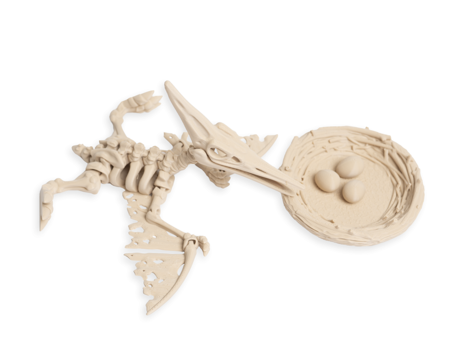 3D kostra Pteranodon ležící