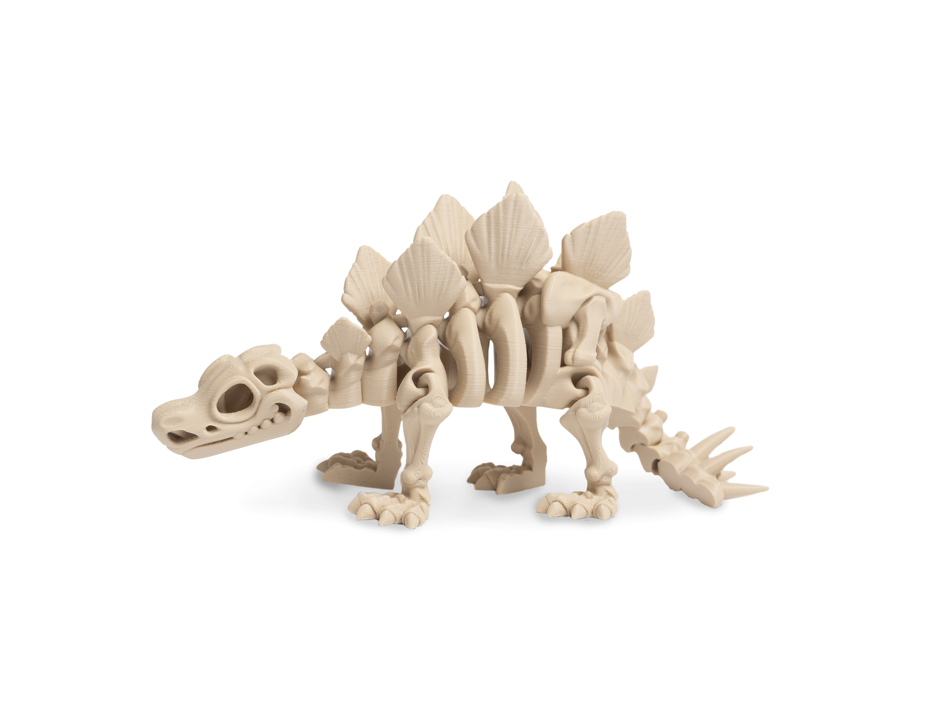 Stegosaurus kostra 3D