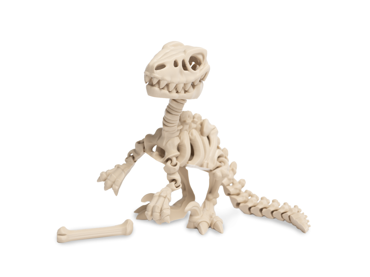 Kostra velociraptror