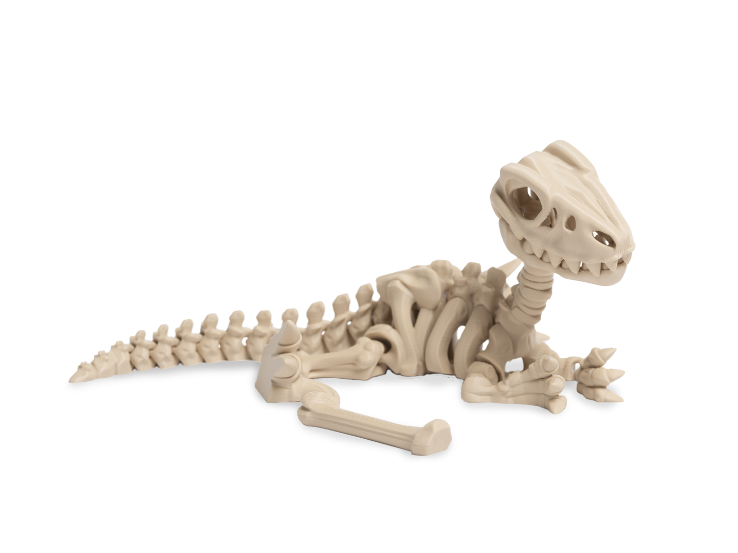 Kostra velociraptora ležící